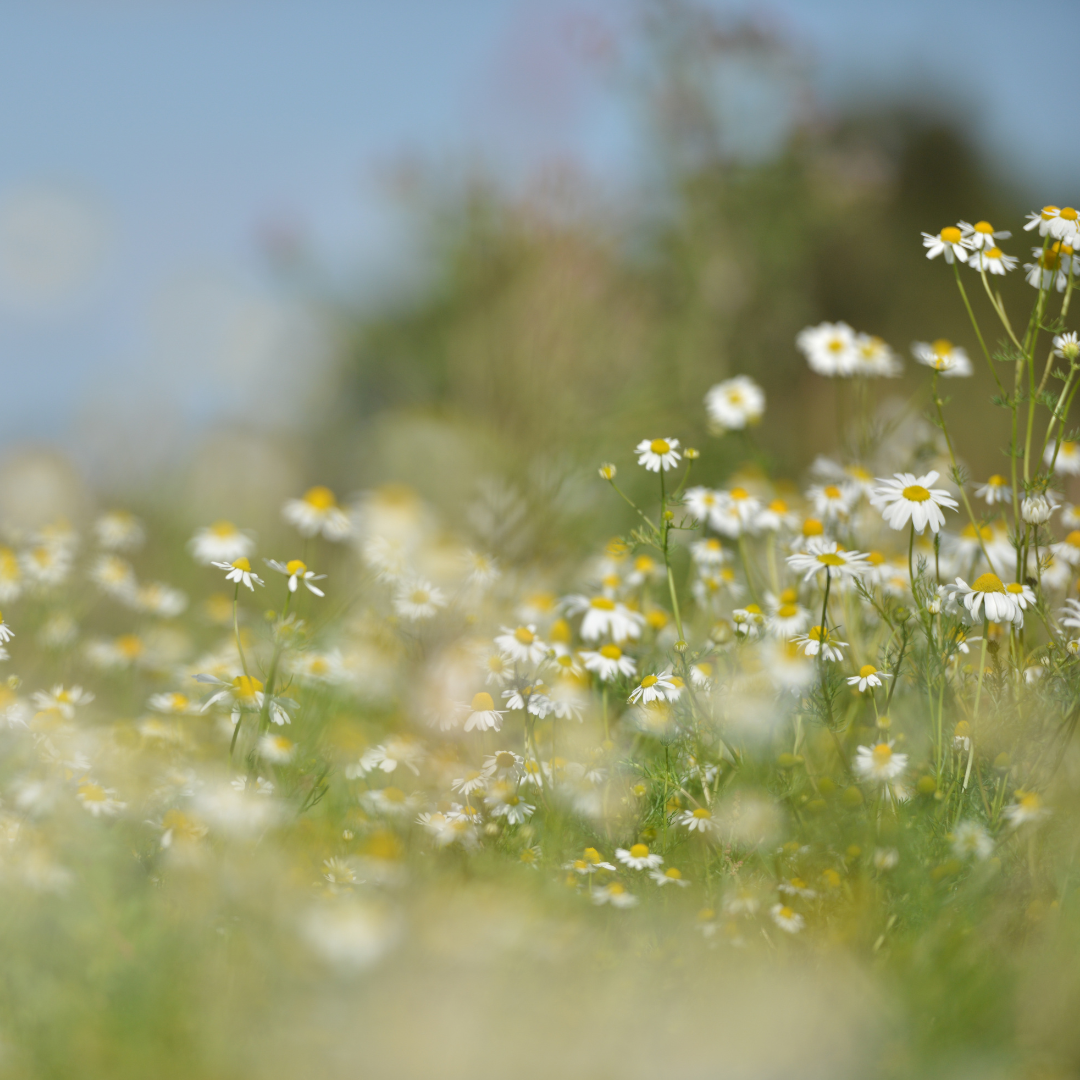 Flower field