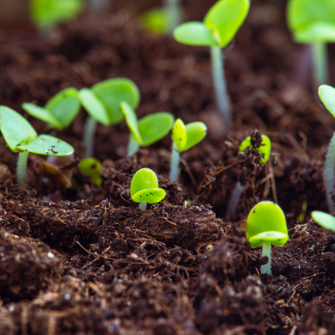 Green sprouts growing in soil