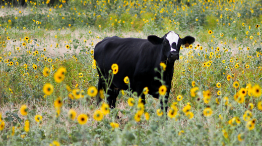 what is tallow?