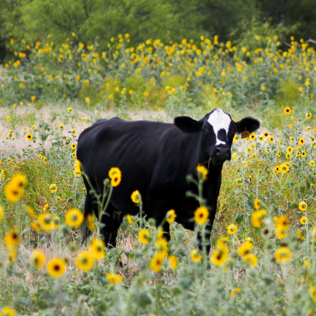 Cow in flower field